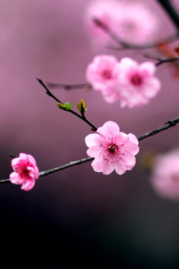 原来真的有风吹花成雨