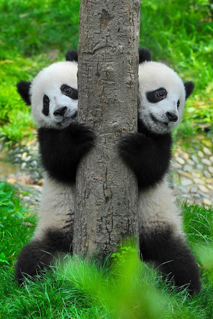 赵子豪4比1刘丁硕